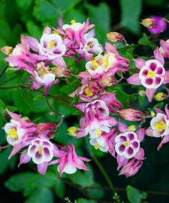100 Mixed European Columbine Aquilegia Flower Seeds for Garden - Image 5