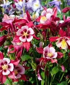 100 Mixed European Columbine Aquilegia Flower Seeds for Garden - Image 6