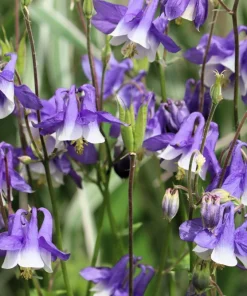 100 Mixed European Columbine Aquilegia Flower Seeds for Garden - Image 7