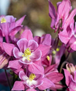 100 Mixed European Columbine Aquilegia Flower Seeds for Garden - Image 8
