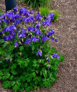100 Mixed European Columbine Aquilegia Flower Seeds for Garden - Image 9