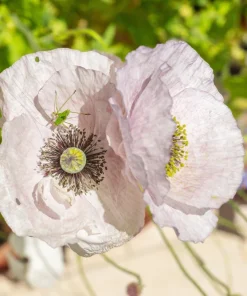 100 Mother of Pearl Poppy Seeds Mix - Papaver Rhoeas Shirley, Mixed Colors - Image 10