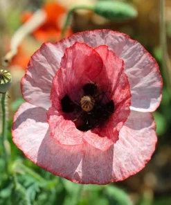 100 Mother of Pearl Poppy Seeds Mix - Papaver Rhoeas Shirley, Mixed Colors - Image 11