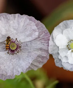 100 Mother of Pearl Poppy Seeds Mix - Papaver Rhoeas Shirley, Mixed Colors - Image 12