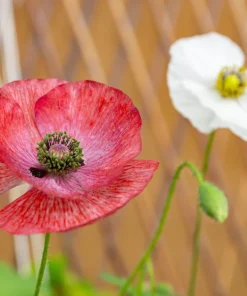 100 Mother of Pearl Poppy Seeds Mix - Papaver Rhoeas Shirley, Mixed Colors - Image 13