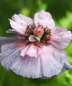 100 Mother of Pearl Poppy Seeds Mix - Papaver Rhoeas Shirley, Mixed Colors - Image 14