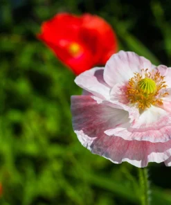 100 Mother of Pearl Poppy Seeds Mix - Papaver Rhoeas Shirley, Mixed Colors - Image 2