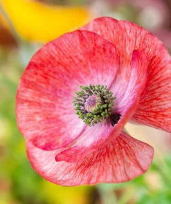 100 Mother of Pearl Poppy Seeds Mix - Papaver Rhoeas Shirley, Mixed Colors - Image 3