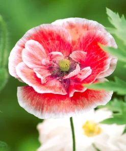 100 Mother of Pearl Poppy Seeds Mix - Papaver Rhoeas Shirley, Mixed Colors - Image 4