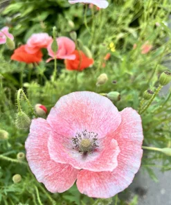 100 Mother of Pearl Poppy Seeds Mix - Papaver Rhoeas Shirley, Mixed Colors - Image 5