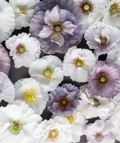100 Mother of Pearl Poppy Seeds Mix - Papaver Rhoeas Shirley, Mixed Colors - Image 6