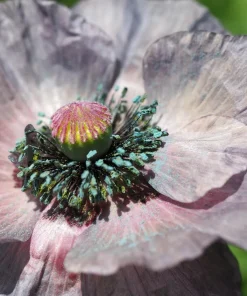 100 Mother of Pearl Poppy Seeds Mix - Papaver Rhoeas Shirley, Mixed Colors - Image 7