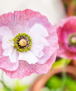 100 Mother of Pearl Poppy Seeds Mix - Papaver Rhoeas Shirley, Mixed Colors - Image 8