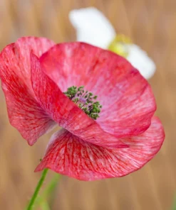 100 Mother of Pearl Poppy Seeds Mix - Papaver Rhoeas Shirley, Mixed Colors - Image 9