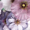 100 Mother of Pearl Poppy Seeds Mix - Papaver Rhoeas Shirley, Mixed Colors - Image 1