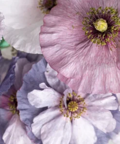 100 Mother of Pearl Poppy Seeds Mix - Papaver Rhoeas Shirley, Mixed Colors - Image 1
