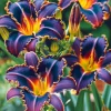 100 Night Burning Embers Lily Seeds - Flowering Plant Seeds - Image 1
