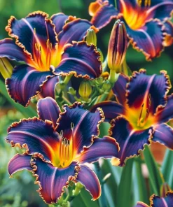 100 Night Burning Embers Lily Seeds - Flowering Plant Seeds - Image 1