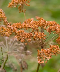 100 Organic Bronze Fennel Seeds - Foeniculum Vulgare Purpureum Herb - Image 3