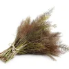 100 Organic Bronze Fennel Seeds - Foeniculum Vulgare Purpureum Herb - Image 1