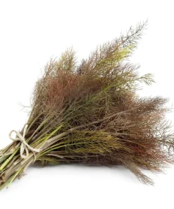 100 Organic Bronze Fennel Seeds - Foeniculum Vulgare Purpureum Herb - Image 1