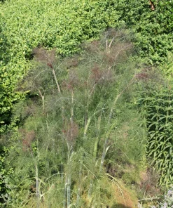 100 Organic Bronze Fennel Seeds - Foeniculum Vulgare Purpureum Herb - Image 4