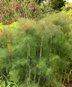 100 Organic Bronze Fennel Seeds - Foeniculum Vulgare Purpureum Herb - Image 6