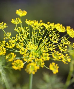 100 Organic Bronze Fennel Seeds - Foeniculum Vulgare Purpureum Herb - Image 7