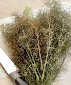 100 Organic Bronze Fennel Seeds - Foeniculum Vulgare Purpureum Herb - Image 8