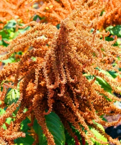100 Organic Hot Biscuits Amaranthus Seeds - Coppery Bronze Plumes Flower - Image 2