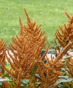 100 Organic Hot Biscuits Amaranthus Seeds - Coppery Bronze Plumes Flower - Image 1