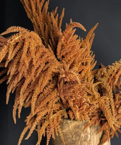 100 Organic Hot Biscuits Amaranthus Seeds - Coppery Bronze Plumes Flower - Image 3