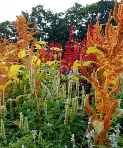 100 Organic Hot Biscuits Amaranthus Seeds - Coppery Bronze Plumes Flower - Image 4