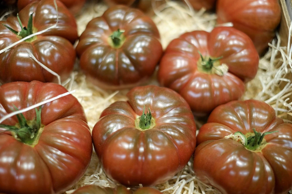 100 Organic Purple Cherokee Tomato Seeds - Heirloom Vegetable for Garden - Image 2