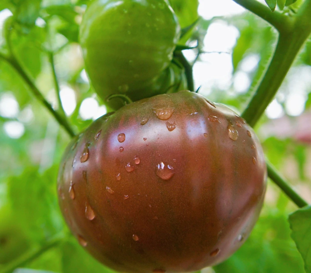 100 Organic Purple Cherokee Tomato Seeds - Heirloom Vegetable for Garden - Image 5