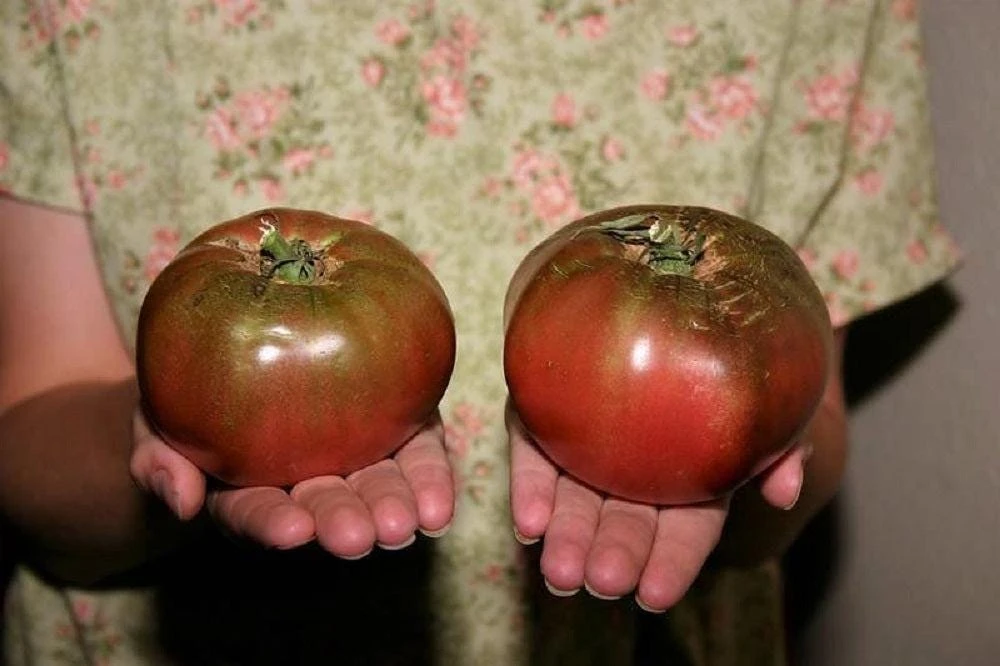100 Organic Purple Cherokee Tomato Seeds - Heirloom Vegetable for Garden - Image 6