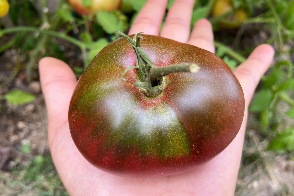 100 Organic Purple Cherokee Tomato Seeds - Heirloom Vegetable for Garden - Image 7