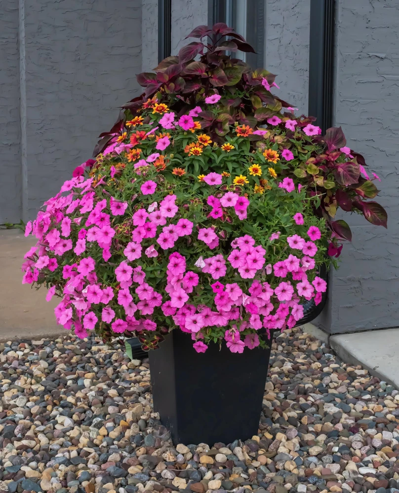 100 Pink Petunia Hybrida Flower Seeds - Pollinator Garden & Container - Image 10