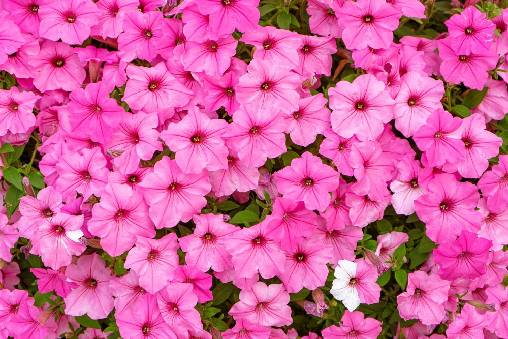 100 Pink Petunia Hybrida Flower Seeds - Pollinator Garden & Container - Image 2