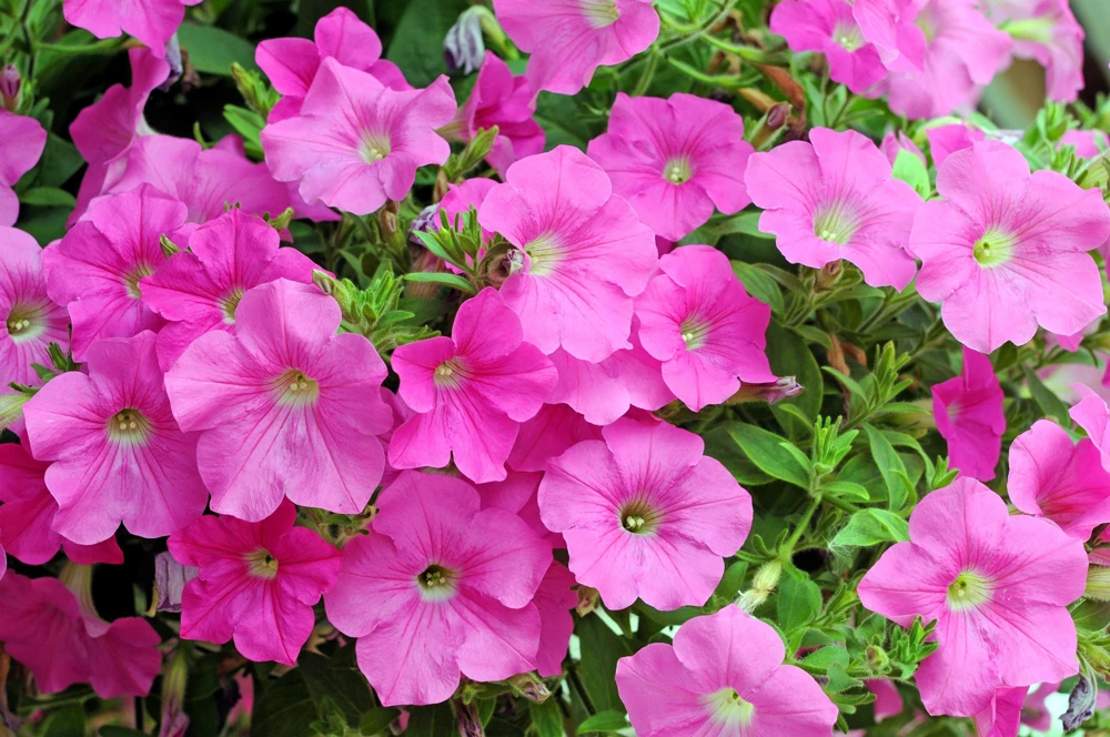 100 Pink Petunia Hybrida Flower Seeds - Pollinator Garden & Container - Image 3