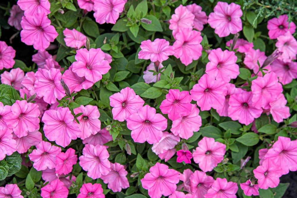 100 Pink Petunia Hybrida Flower Seeds - Pollinator Garden & Container - Image 4