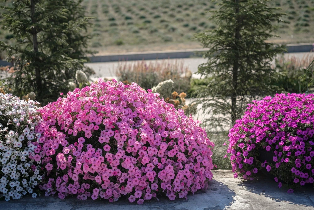 100 Pink Petunia Hybrida Flower Seeds - Pollinator Garden & Container - Image 5