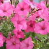 100 Pink Petunia Hybrida Flower Seeds - Pollinator Garden & Container - Image 1