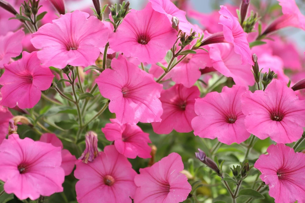 100 Pink Petunia Hybrida Flower Seeds - Pollinator Garden & Container - Image 1