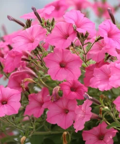 100 Pink Petunia Hybrida Flower Seeds - Pollinator Garden & Container - Image 6