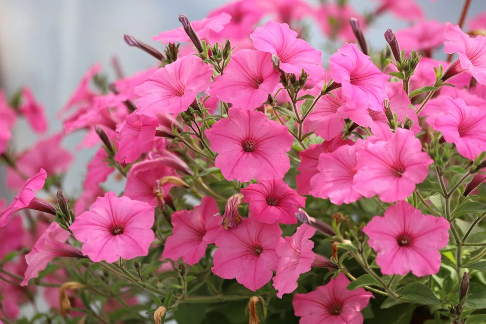 100 Pink Petunia Hybrida Flower Seeds - Pollinator Garden & Container - Image 6