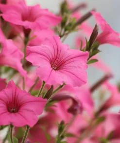 100 Pink Petunia Hybrida Flower Seeds - Pollinator Garden & Container - Image 7