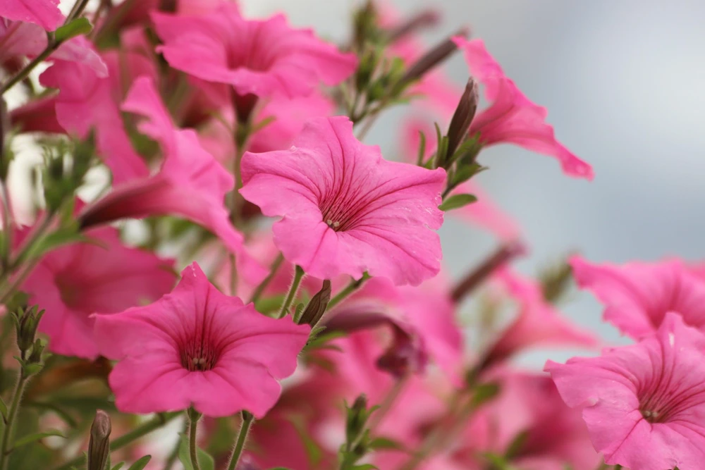 100 Pink Petunia Hybrida Flower Seeds - Pollinator Garden & Container - Image 7