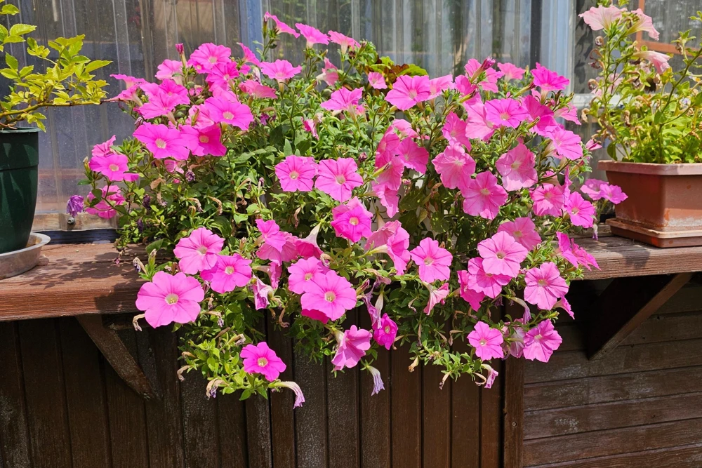 100 Pink Petunia Hybrida Flower Seeds - Pollinator Garden & Container - Image 8