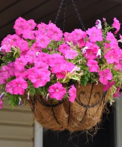 100 Pink Petunia Hybrida Flower Seeds - Pollinator Garden & Container - Image 9
